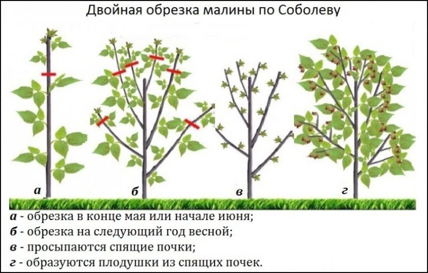 Соболев малина наших дней. . Соболев малина наших дней фото. Соболев малина наших дней-. картинка Соболев малина наших дней. картинка . Дача, что связано с дачей и загородными домами. Сайт о дачном строительстве.