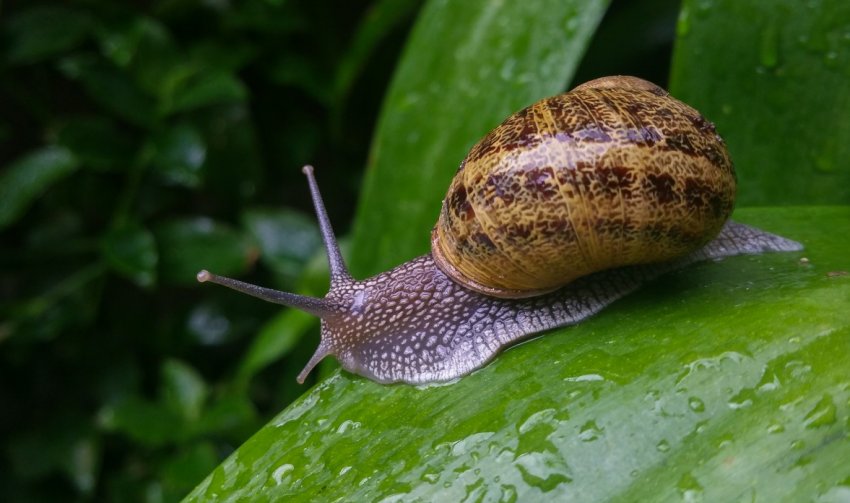 Ненаситні голландські слимаки атакували чернівецькі сільгоспугіддя