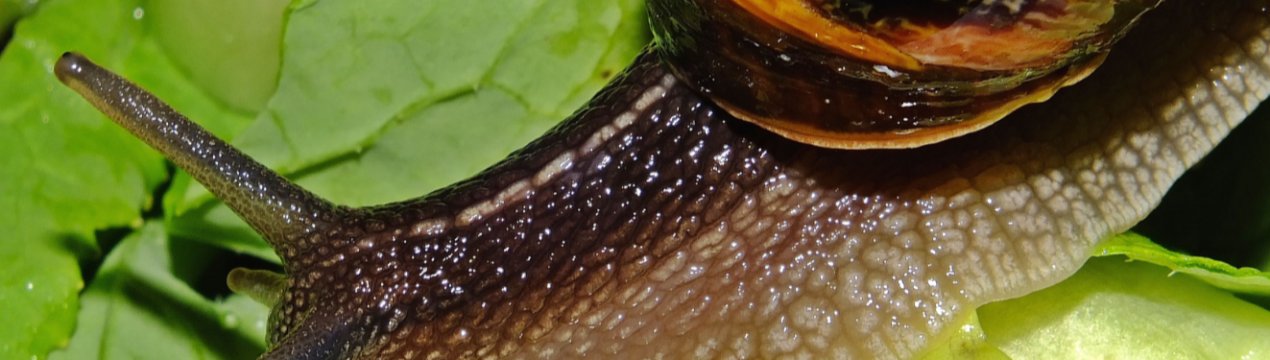 Ненаситні голландські слимаки атакували чернівецькі сільгоспугіддя