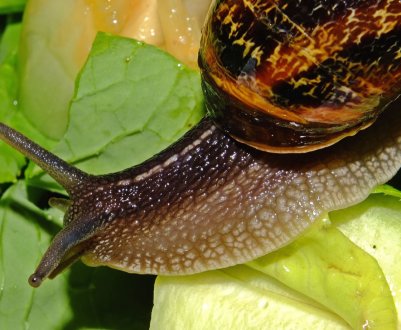 Ненаситні голландські слимаки атакували чернівецькі сільгоспугіддя