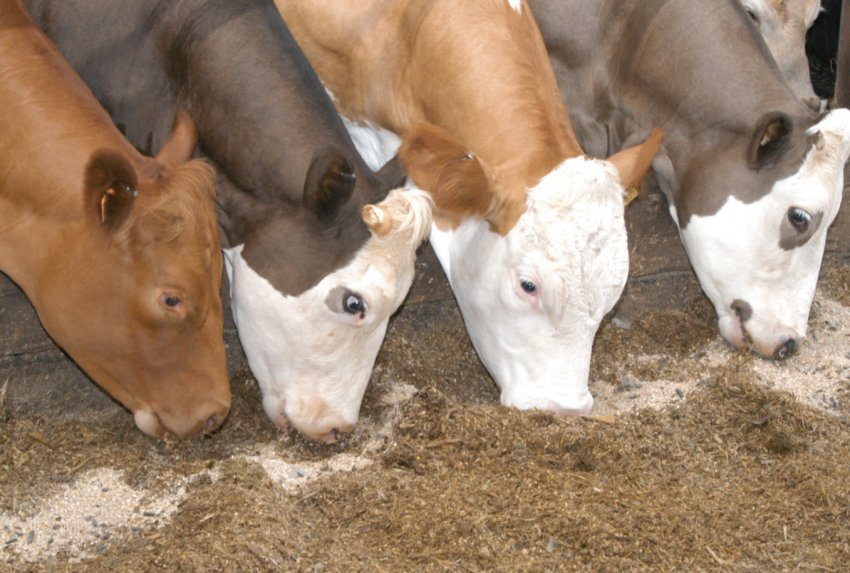 Рязанські аграрії подарують кожній корові по 28 центнерів корми Рязанські аграрії подарують кожній корові по 28 центнерів корми