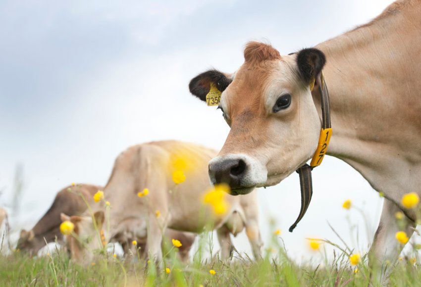 Рязанські аграрії подарують кожній корові по 28 центнерів корми Рязанські аграрії подарують кожній корові по 28 центнерів корми