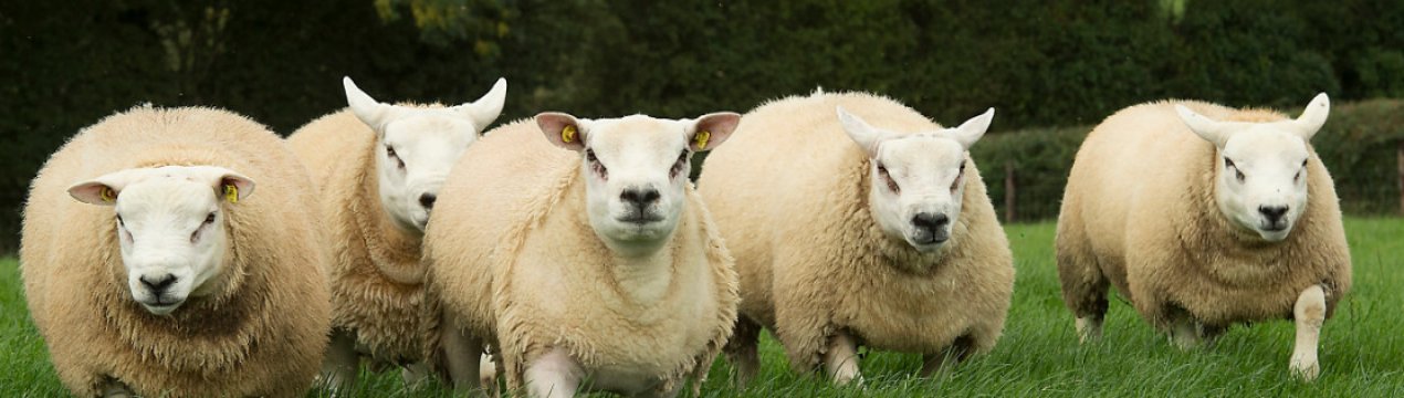 Вівці м'ясної породи тексель: опис, походження, розведення