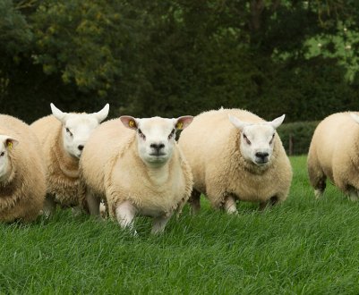 Вівці м'ясної породи тексель: опис, походження, розведення