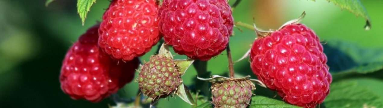 Малинове дерево (штамбова малина) Таруса: основні характеристики, врожайність