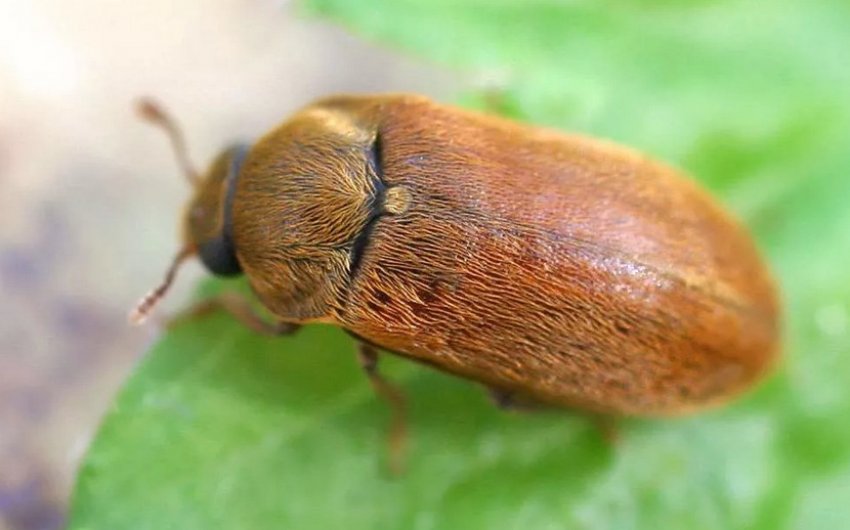 Малиновий жук Малиновий жук