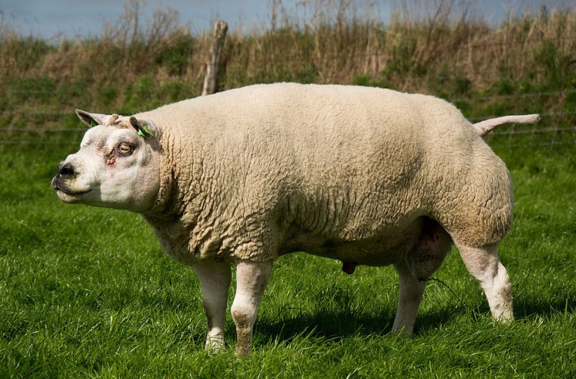 Порода тексель овцы