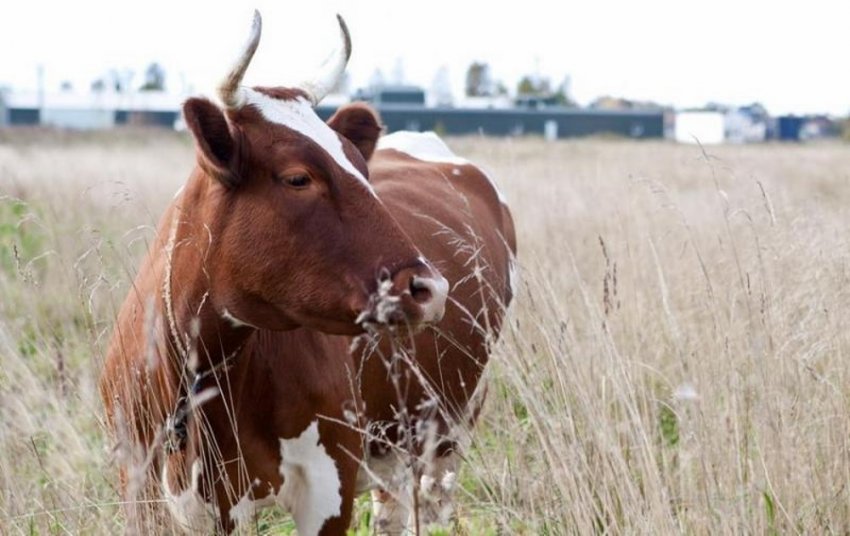 Айрширська порода корів
