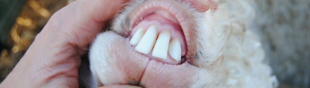 Методи визначення віку баранів і овець за зубами