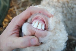 Как вылечить понос у овцы
