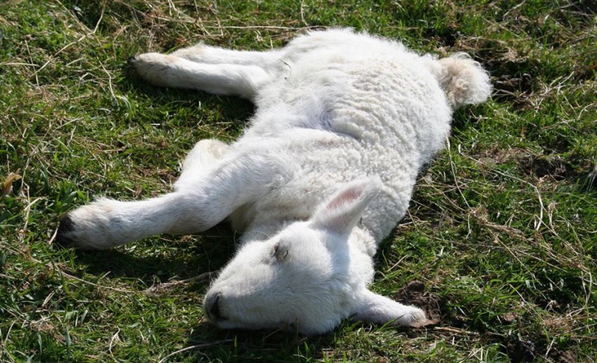 Білом`язова хвороба овець Білом`язова хвороба овець