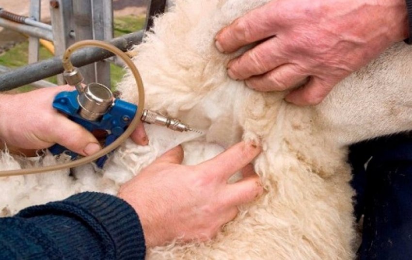 Дегельмінтизація овець Дегельмінтизація овець