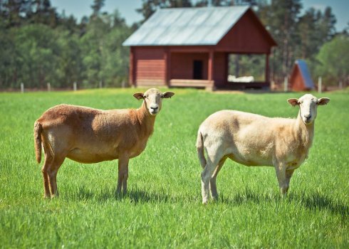 Катумські гладкошерсті вівці: опис, переваги та недоліки породи