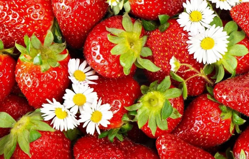 Полуничні поля Підмосков'я вже випустили на ринок 55 тонн ягід Полуничні поля Підмосков'я вже випустили на ринок 55 тонн ягід