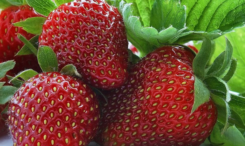 Полуничні поля Підмосков'я вже випустили на ринок 55 тонн ягід Полуничні поля Підмосков'я вже випустили на ринок 55 тонн ягід