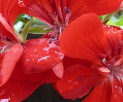 Герань криваво-червона: догляд в домашніх умовах і на відкритому грунті