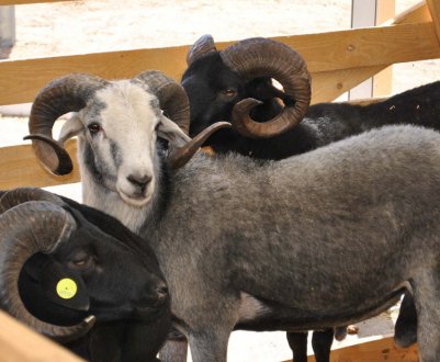 Вівці Карачаївської породи: опис, особливості