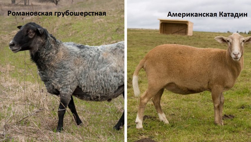 Батьківські породи овець