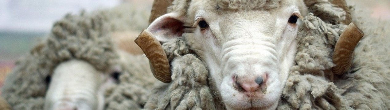 Каракульська порода овець: особливості, опис