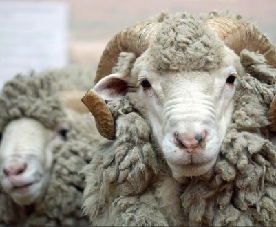 Каракульська порода овець: особливості, опис