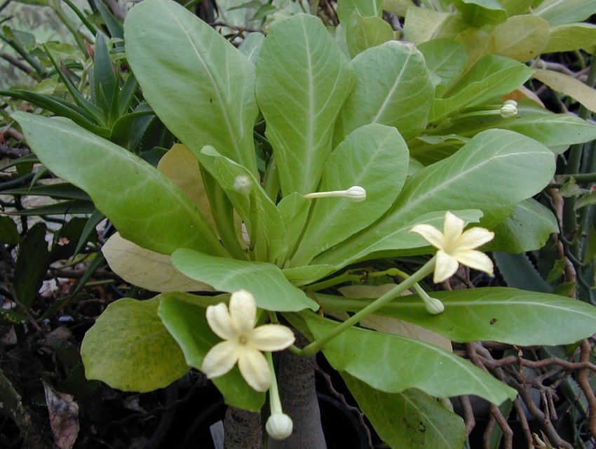 Бригамия чудова Бригамия чудова