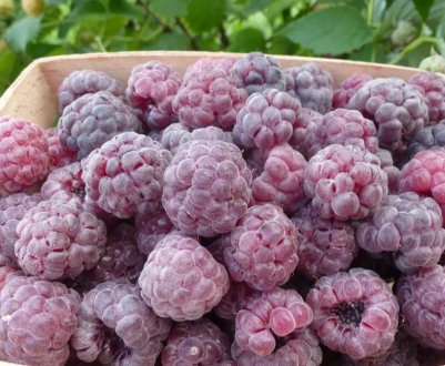 Безколючкова малина Глен Дещо: основні характеристики