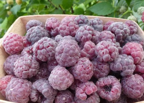 Бесшипная малина Глен Кое: основные характеристики