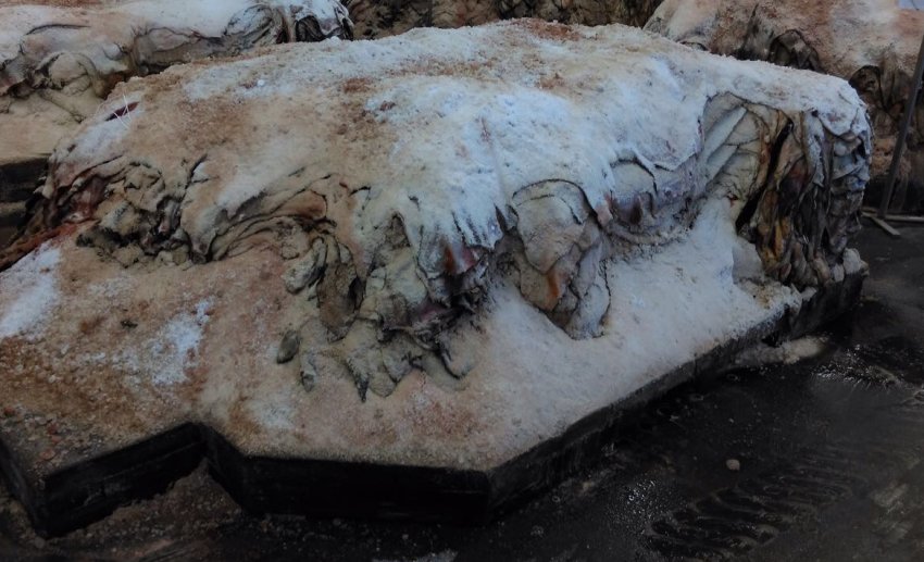 Мокросолоне консервування шкури Мокросолоне консервування шкури