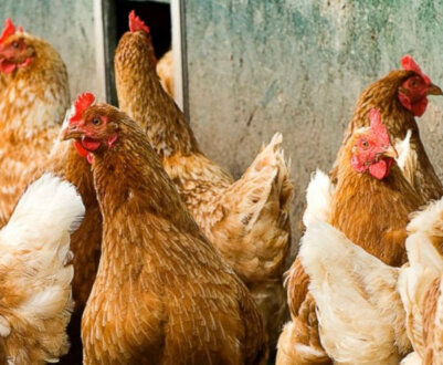 Чим хворіють кури