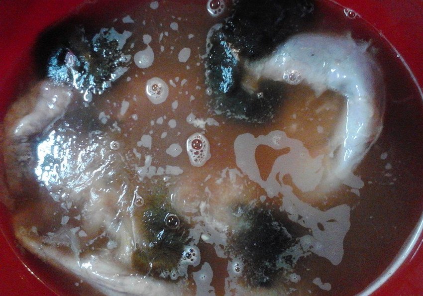 Відмочування овечої шкури Відмочування овечої шкури