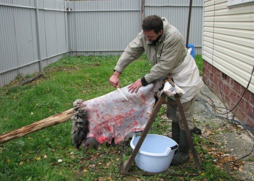 Мездріння овечої шкури Мездріння овечої шкури
