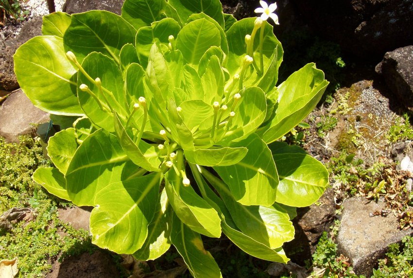 Бригамия Бригамия