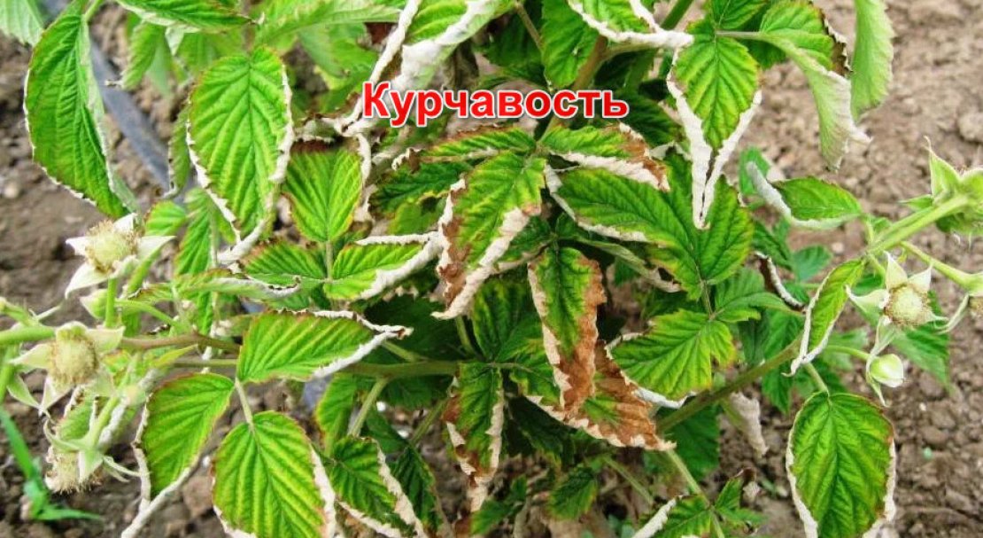 Курчавость Малины Фото