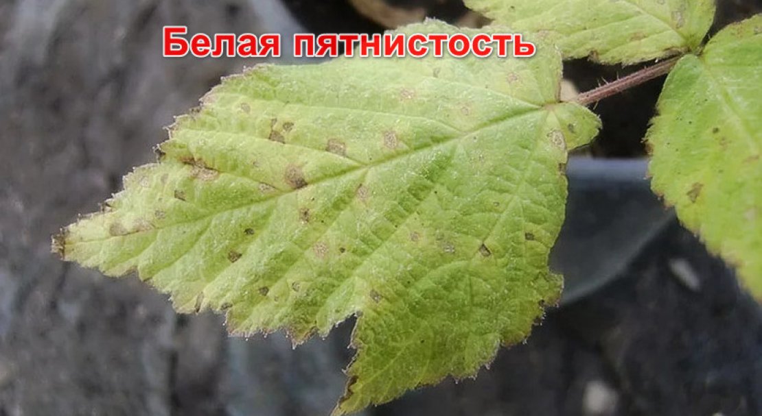 Болезни Малины Фото И Чем Лечить