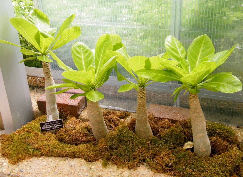 Бригамия Бригамия