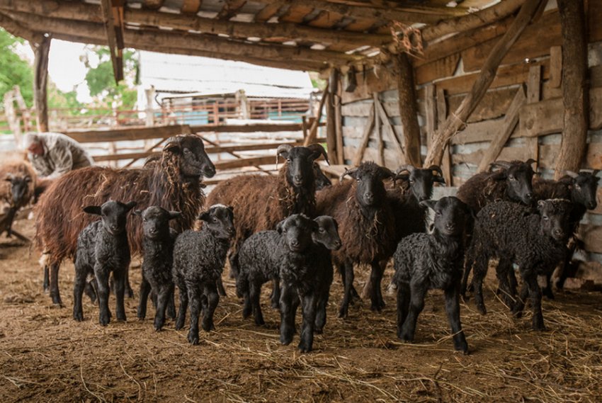 Утримання овець