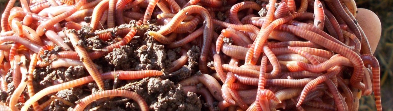 Тайвань знаходиться у стані «підвищеної готовності» після виявлення у кукурудзі армійського хробака