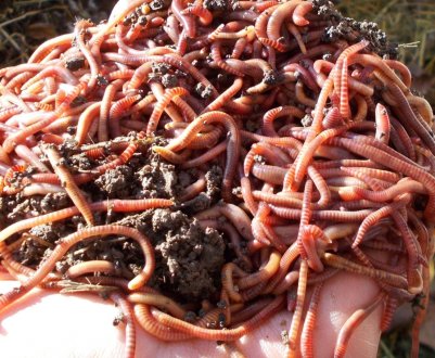 Тайвань знаходиться у стані «підвищеної готовності» після виявлення у кукурудзі армійського хробака