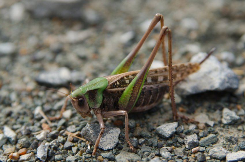 В Сардинії нашестя сарани спустошує сільськогосподарські культури В Сардинії нашестя сарани спустошує сільськогосподарські культури