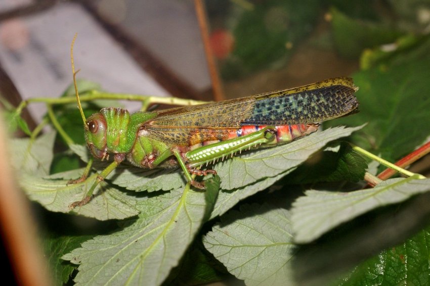 В Сардинії нашестя сарани спустошує сільськогосподарські культури В Сардинії нашестя сарани спустошує сільськогосподарські культури
