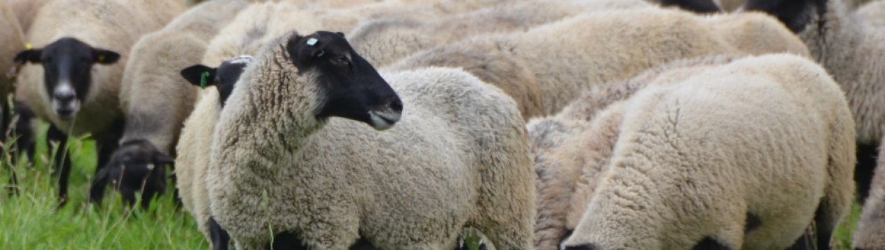 Порода овець Романівська: зовнішній вигляд, переваги та недоліки, догляд