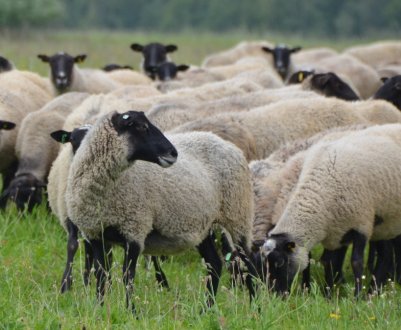 Порода овець Романівська: зовнішній вигляд, переваги та недоліки, догляд