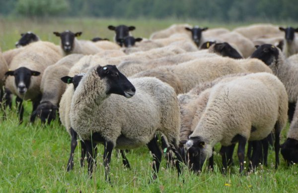 Окот овец романовской породы