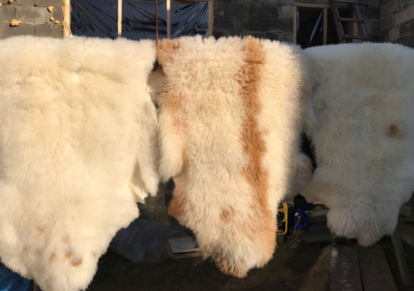 Сушіння овечої шкури Сушіння овечої шкури