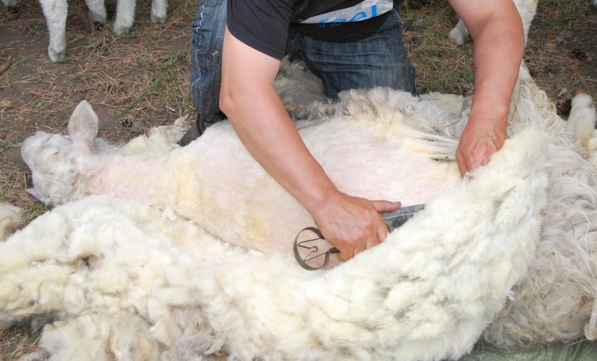 Стрижка вівці Стрижка вівці