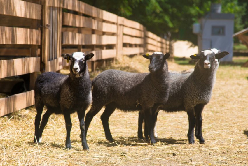 Утримання овець Утримання овець