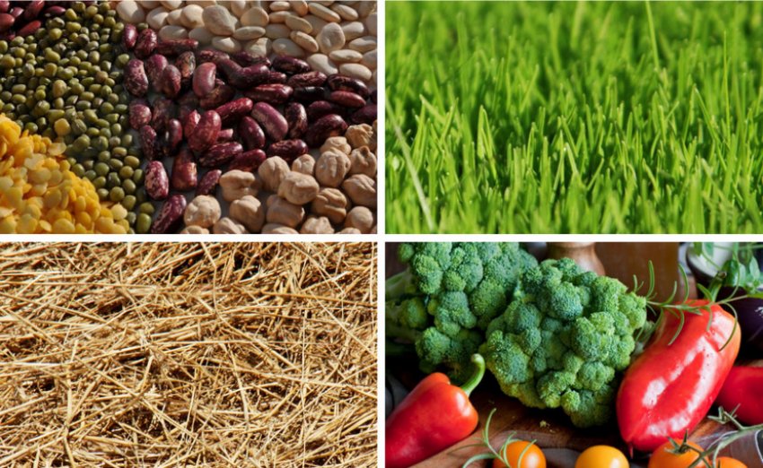 Раціон для овець