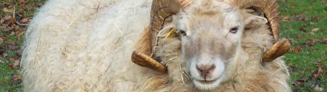 Цигайська вівця: опис та особливості породи