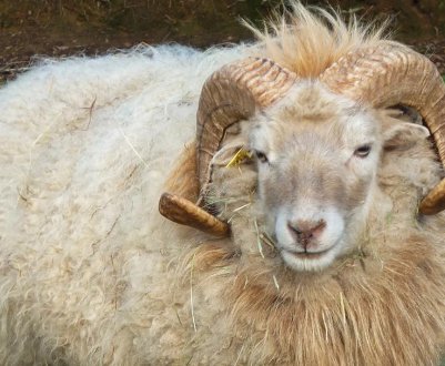 Цигайська вівця: опис та особливості породи