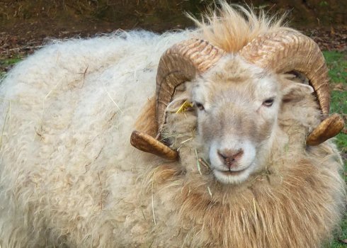 Цигайська вівця: опис та особливості породи